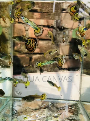 Tiger Cobra Guppy