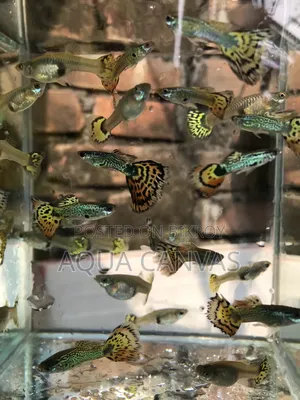 Tiger Cobra Guppy