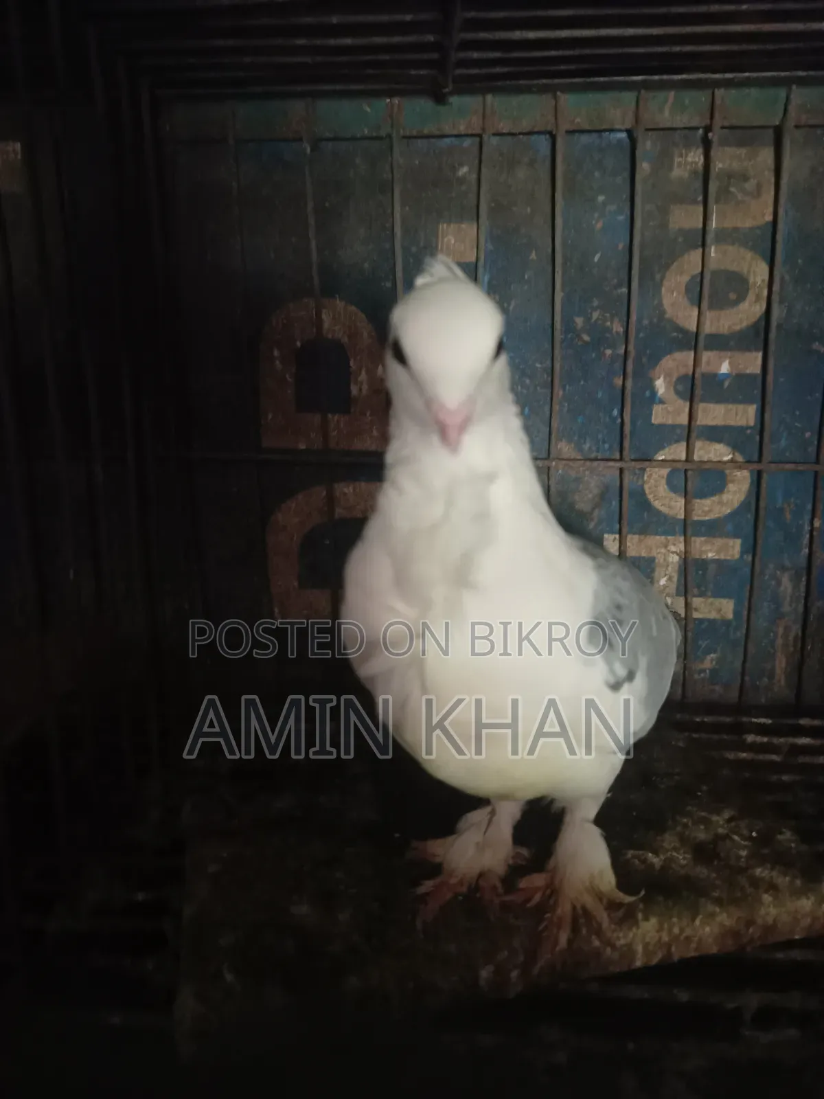 High-Quality Pigeons