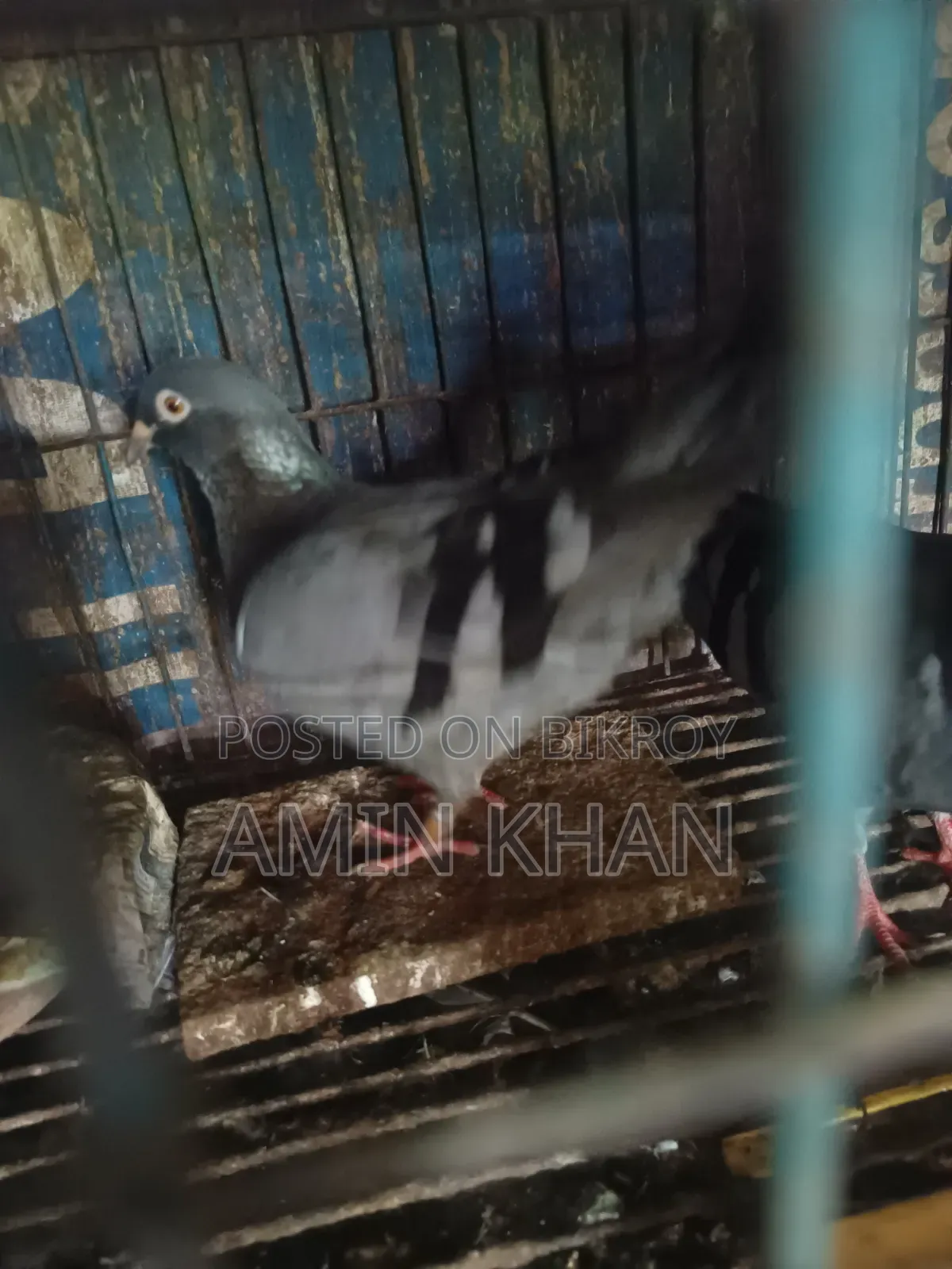 High-Quality Pigeons