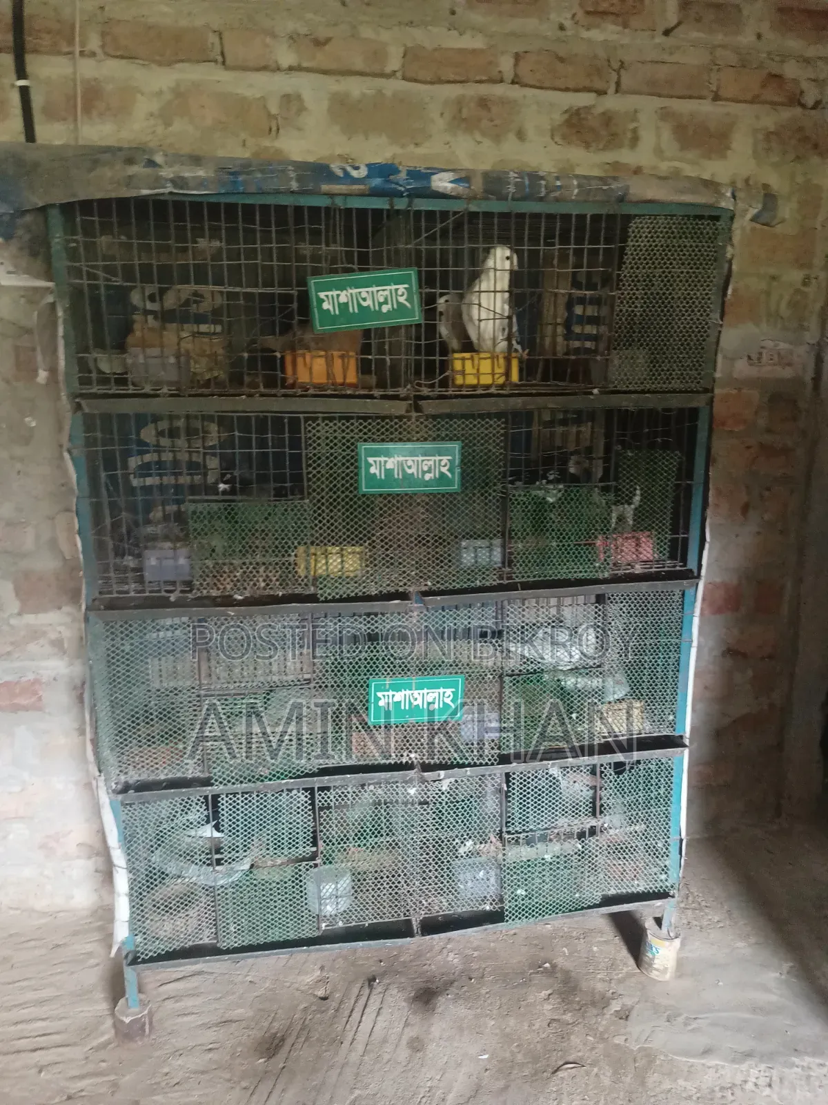 High-Quality Pigeons
