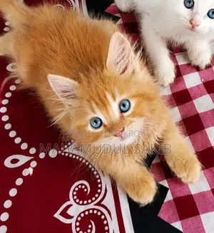 1-3 Months Male Purebred Persian