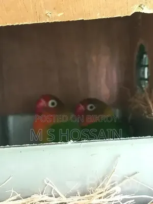 Lovebirds