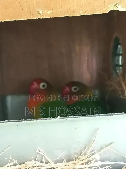 Lovebirds