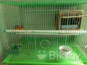 Lovebirds