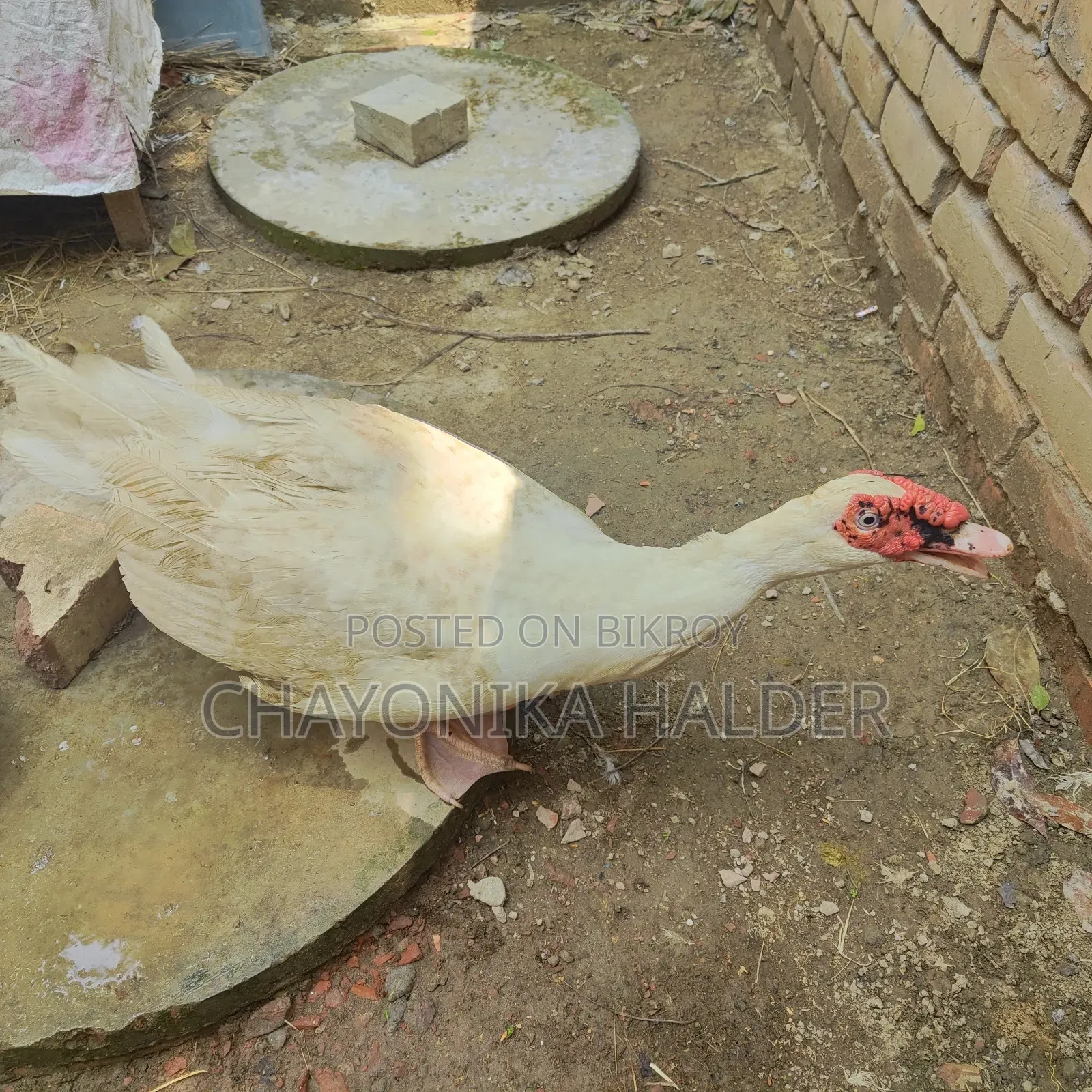 White Chinese Duck