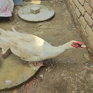 সাদা চিনা হাস