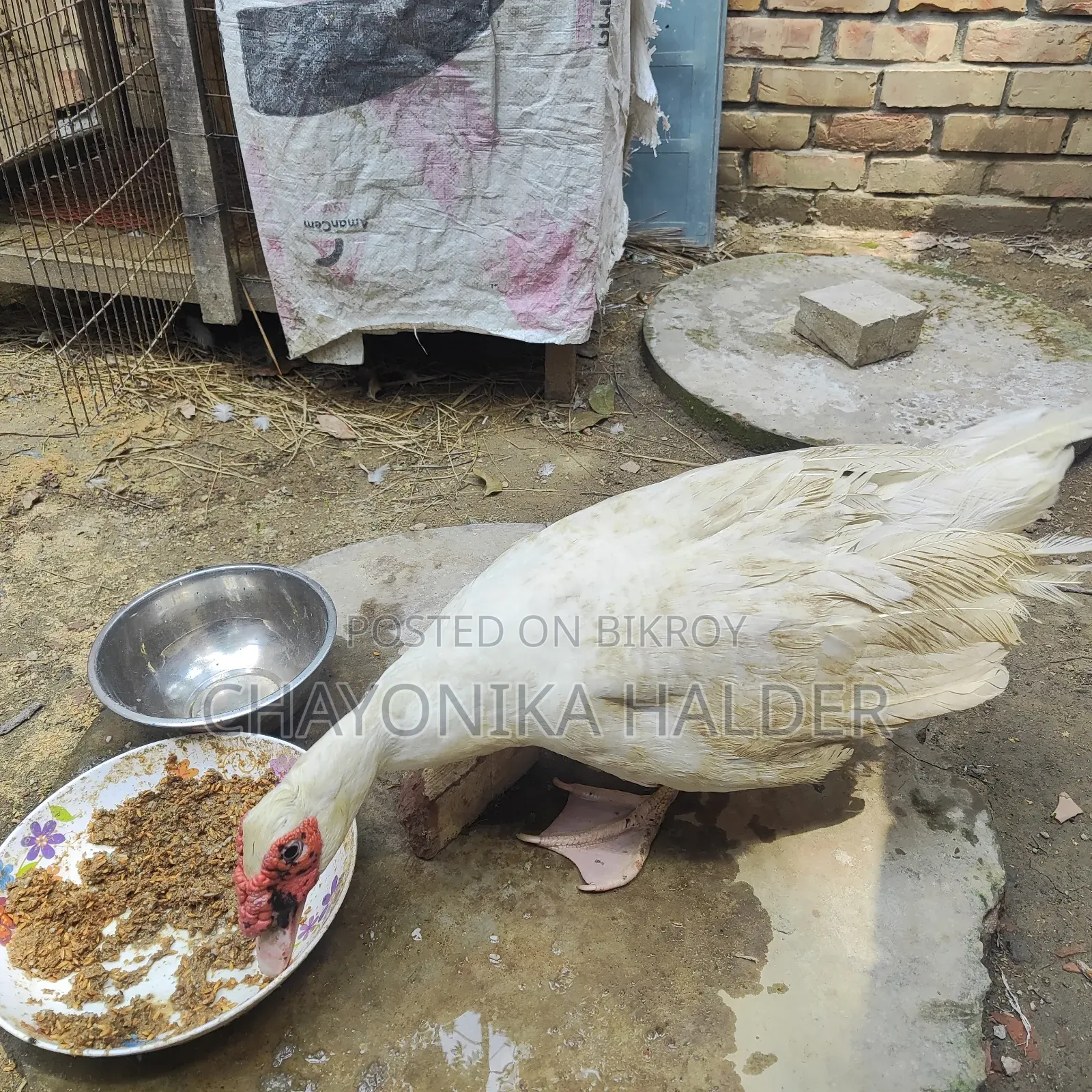 White Chinese Duck