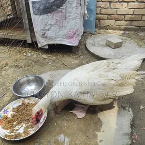 White Chinese Duck
