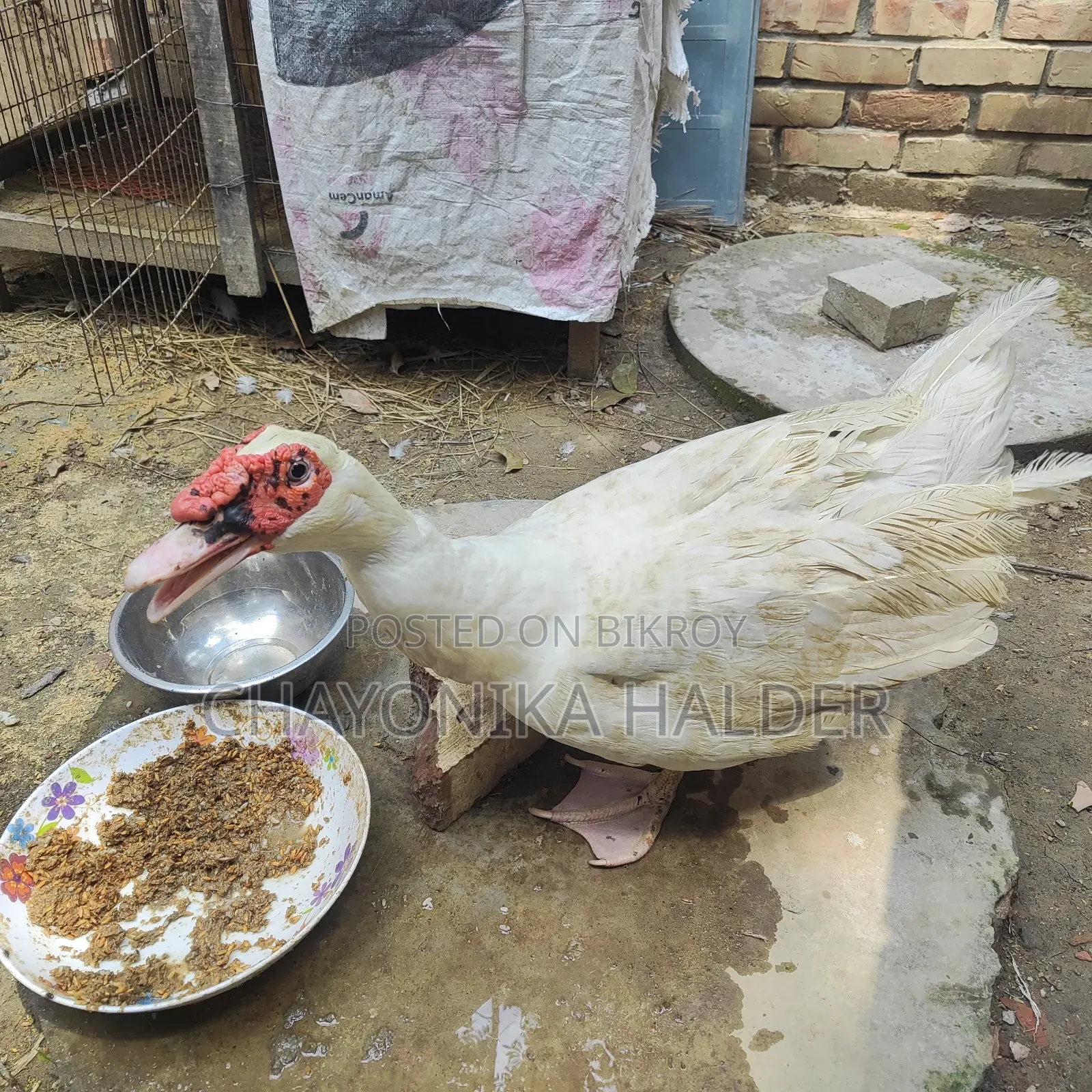 White Chinese Duck