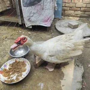 White Chinese Duck