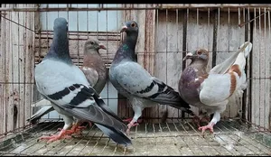2 Pairs of Huma Pigeon Chicks