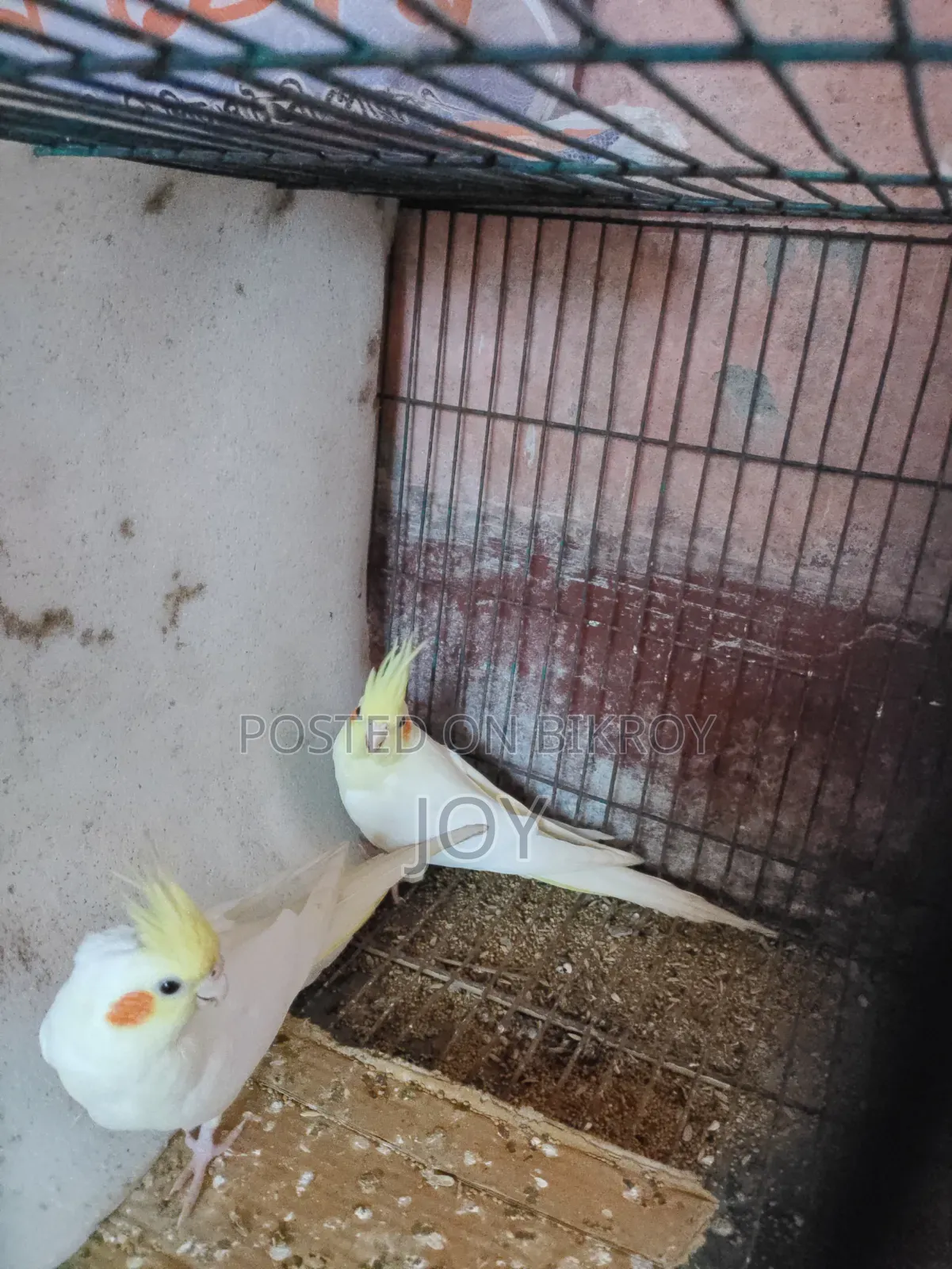 A Pair of Lutino Cockatiel Birds