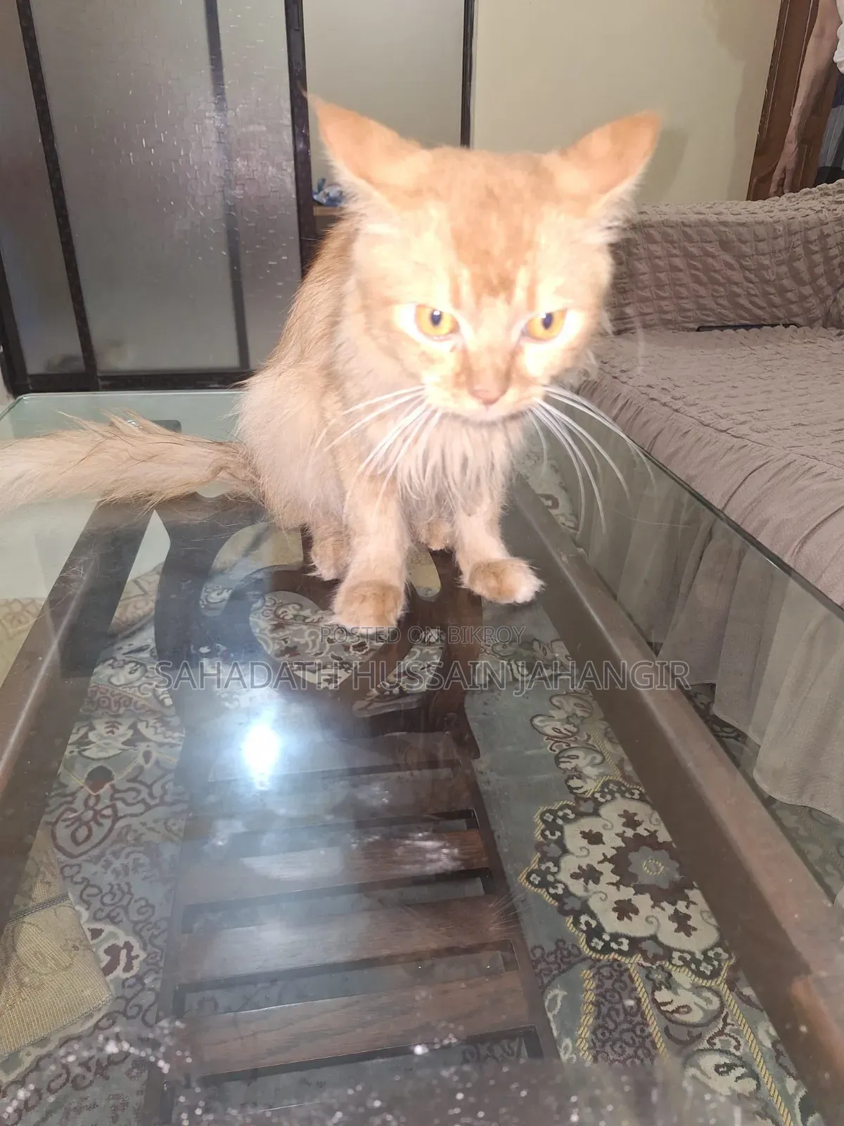 3-6 Months Male Purebred Persian