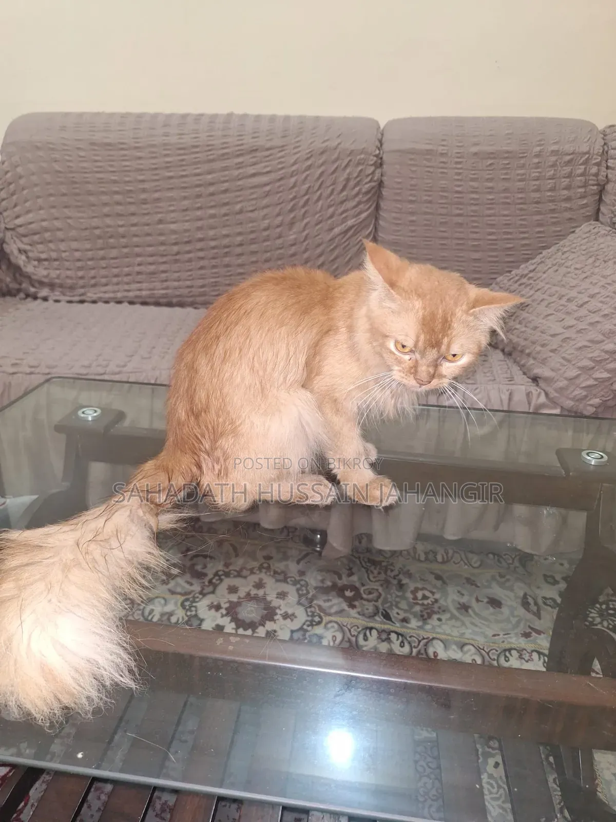 3-6 Months Male Purebred Persian