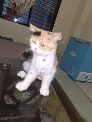 3-6 Months Female Purebred Persian