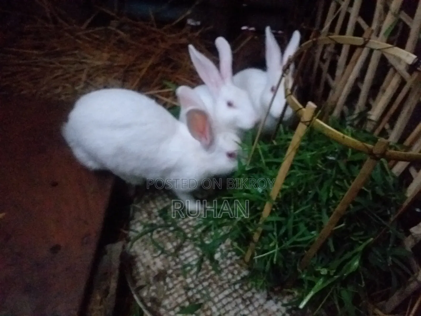 Albina Rabbit with Red Eyes