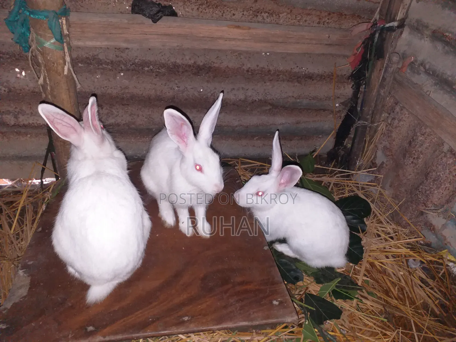 Albina Rabbit with Red Eyes