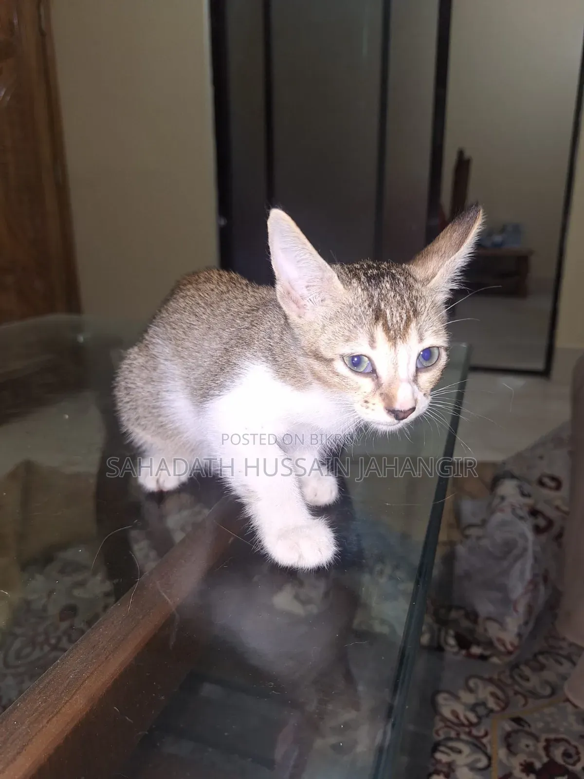 1-3 Months Female Mixed Breed Persian