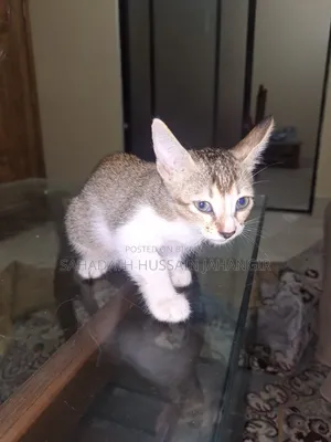 1-3 Months Female Mixed Breed Persian