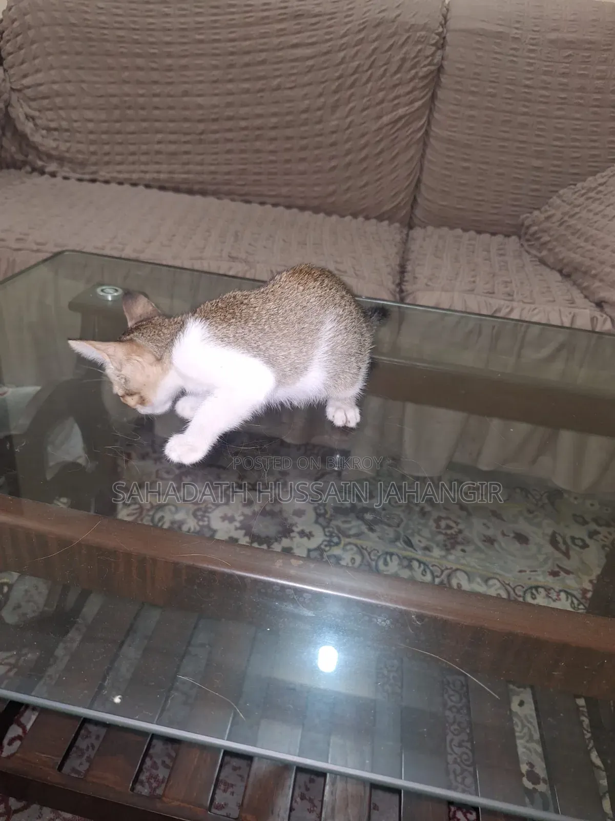 1-3 Months Female Mixed Breed Persian