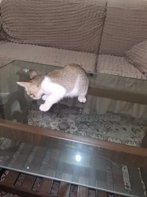 1-3 Months Female Mixed Breed Persian