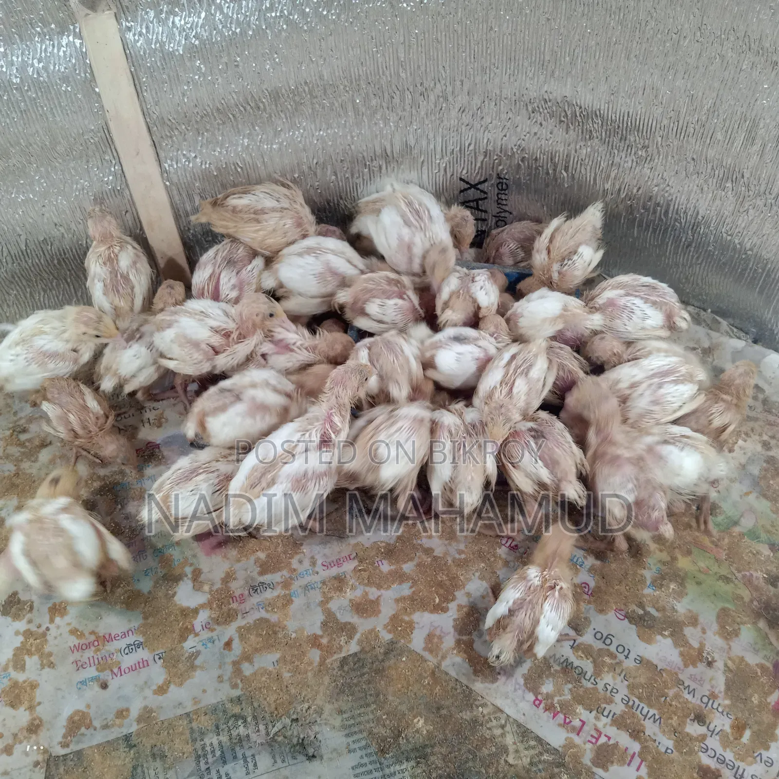 European Quail Chicks