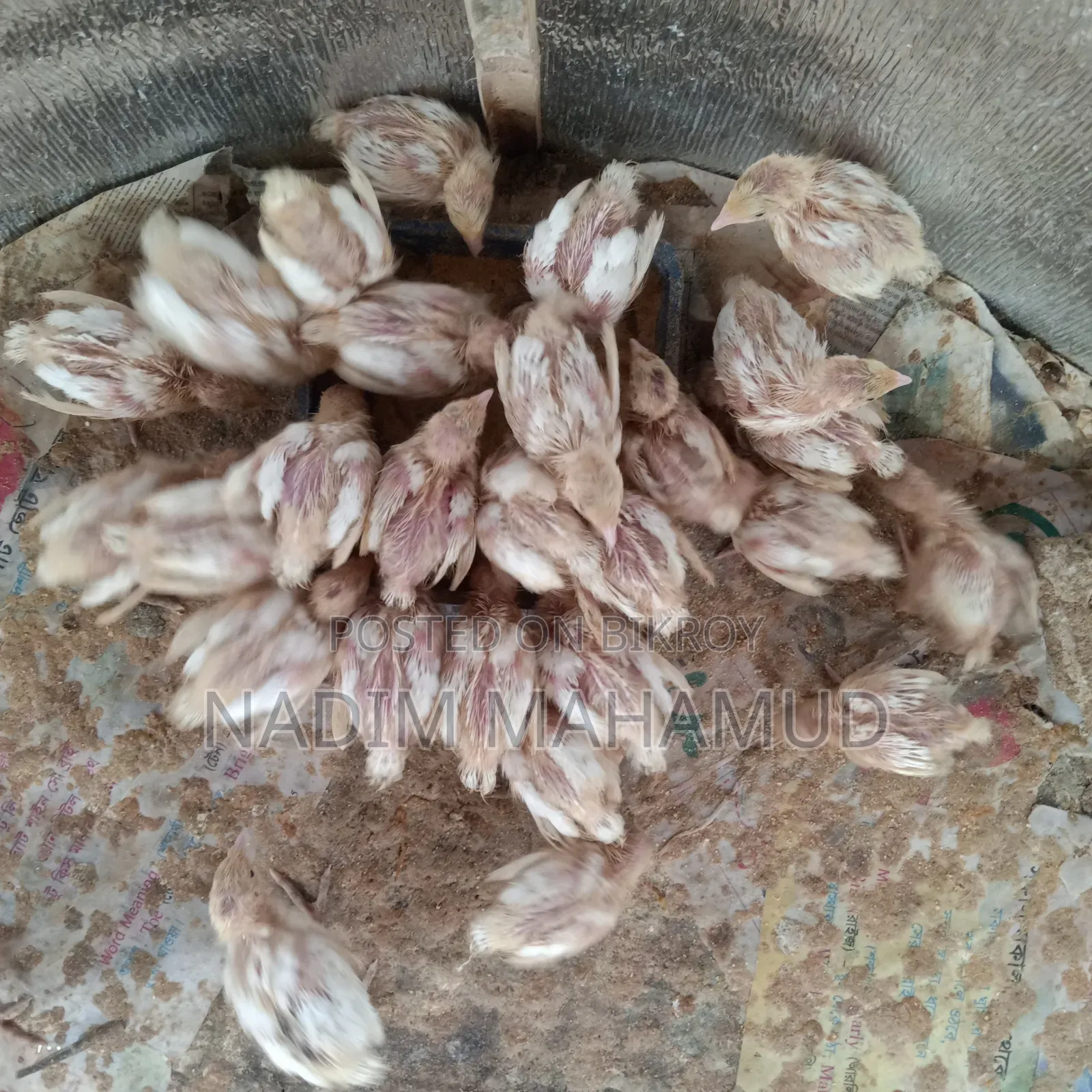 European Quail Chicks