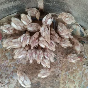 European Quail Chicks