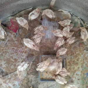 European Quail Chicks