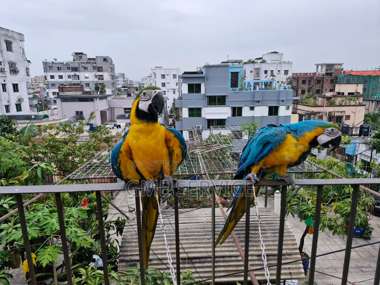 Macaw Parrot for Sale