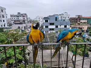 ম্যাকাও পাখি বিক্রি হবে