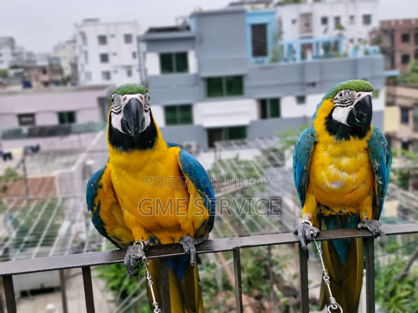 Macaw Parrot for Sale
