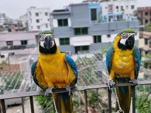 Macaw Parrot for Sale