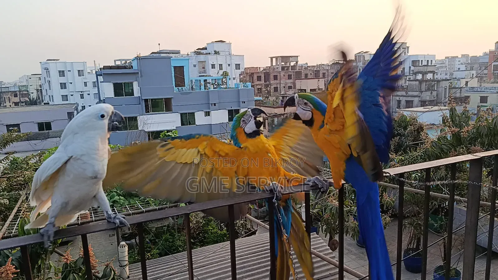 Macaw Parrot for Sale