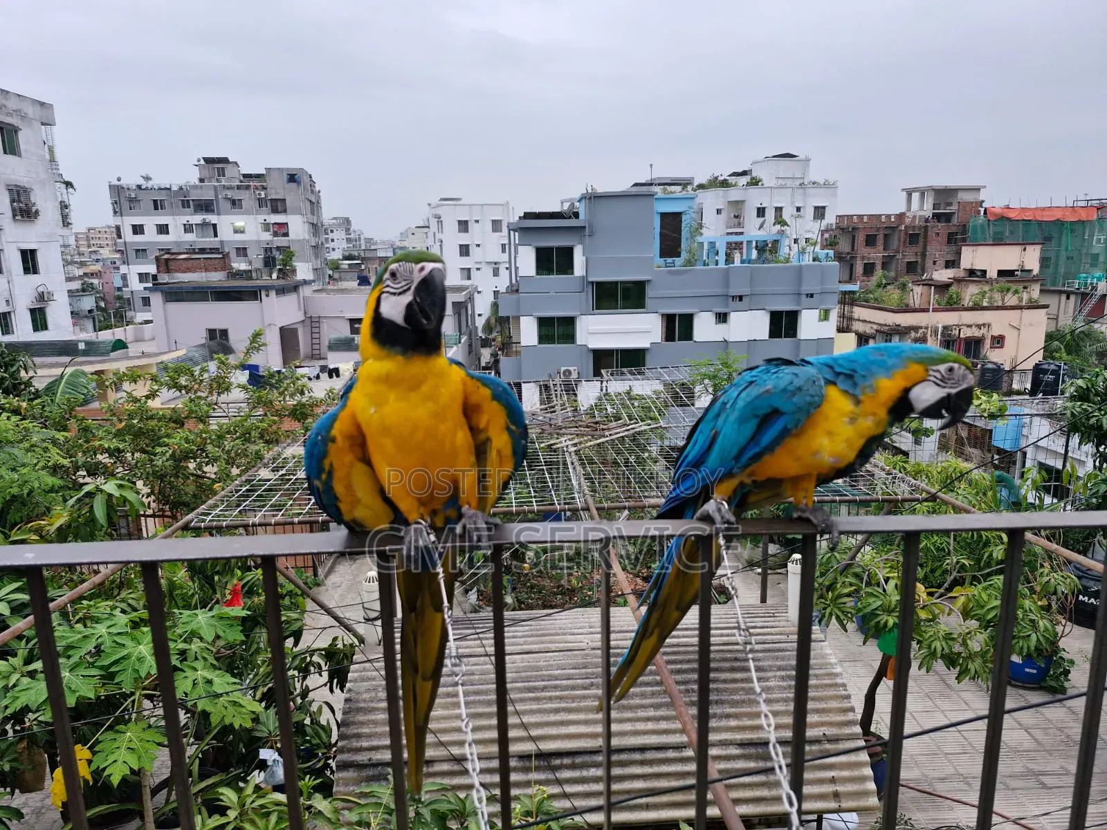 Macaw Parrot for Sale