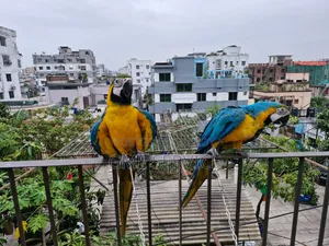 Macaw Parrot for Sale
