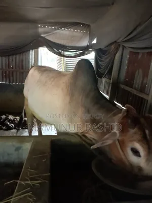Local Bull