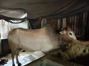 Local Bull