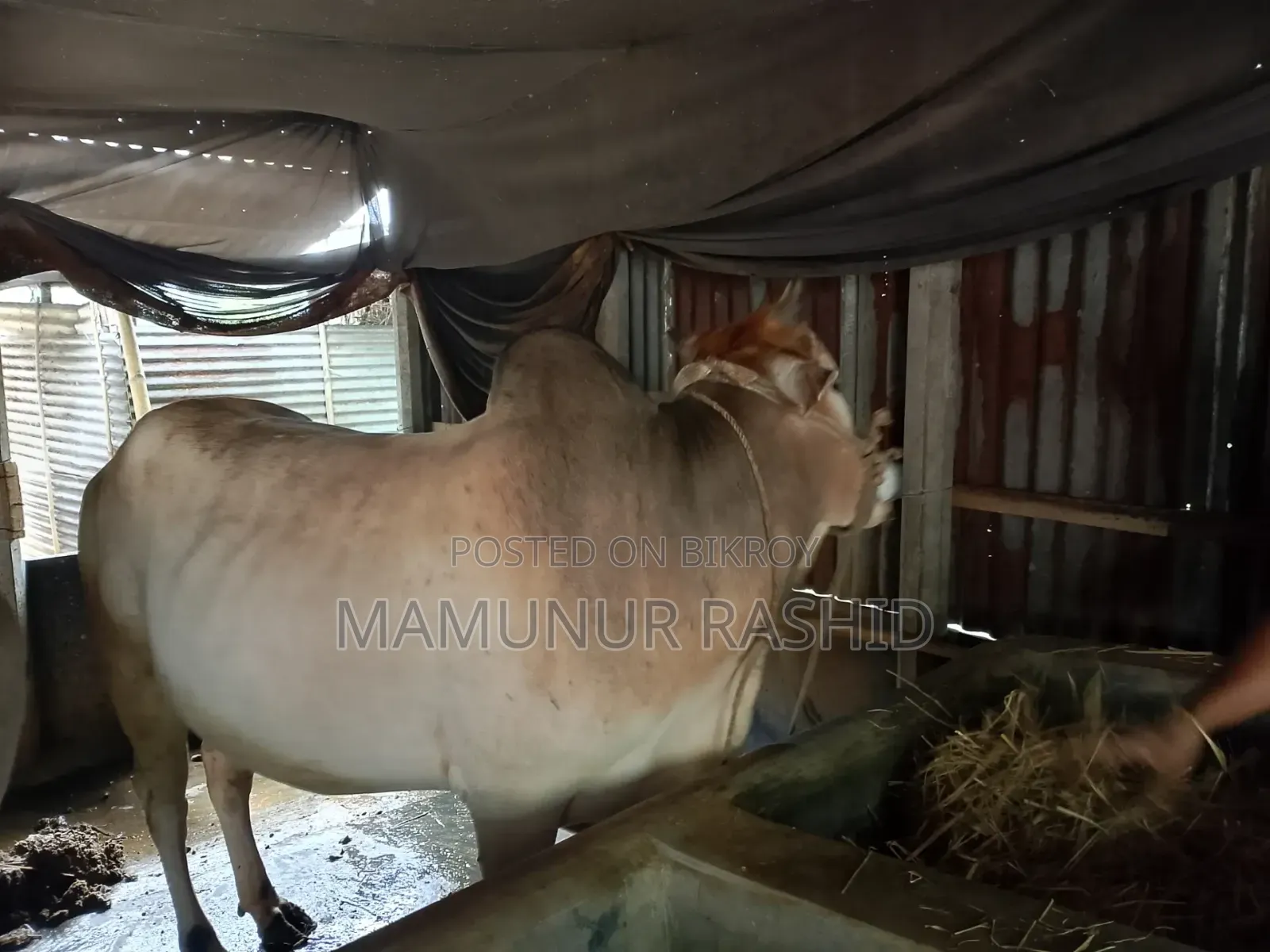 Local Bull