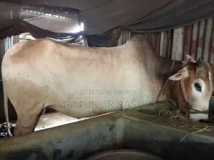 Local Bull