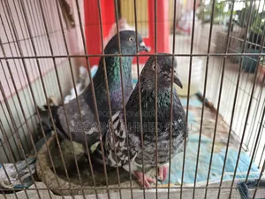 কবুতর বিক্রি হবে