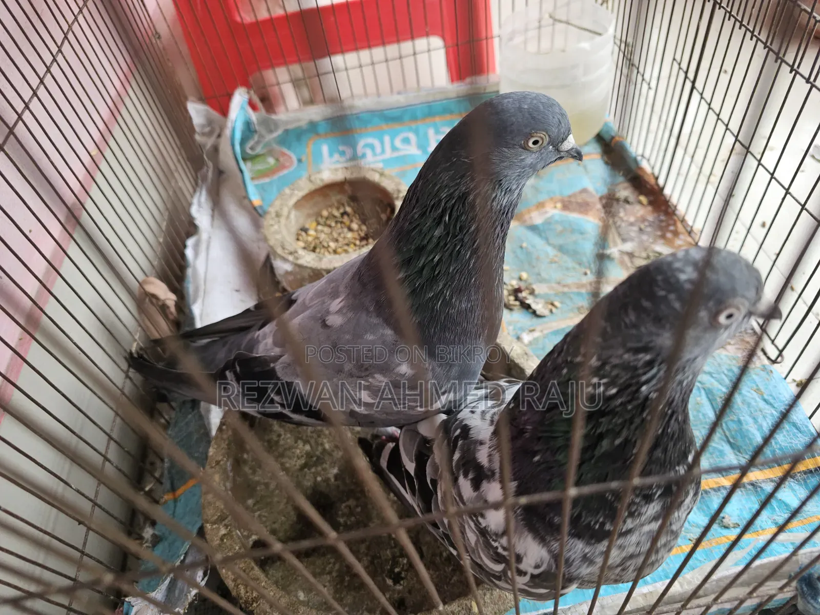 কবুতর বিক্রি হবে