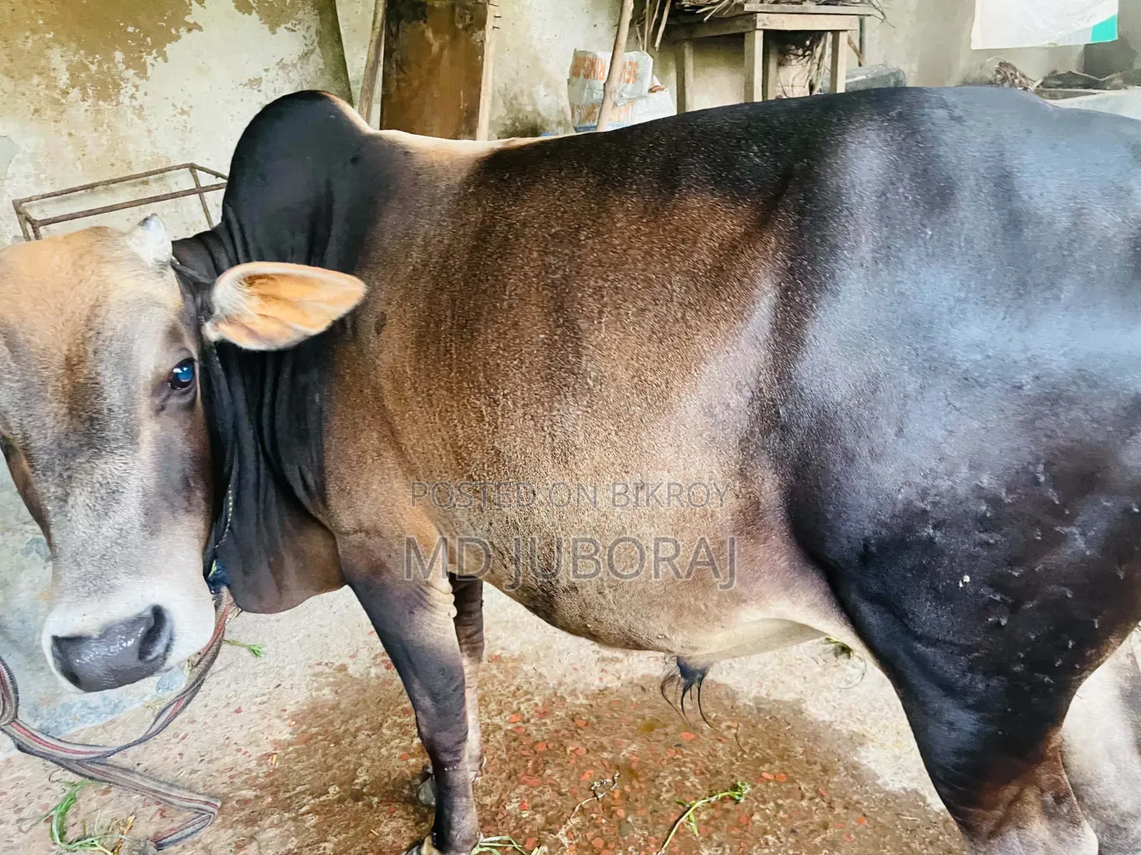 কুরবানির জন্য২ টা গরু বিক্রি হবে। গরু ২ টি পুরো দেসি।