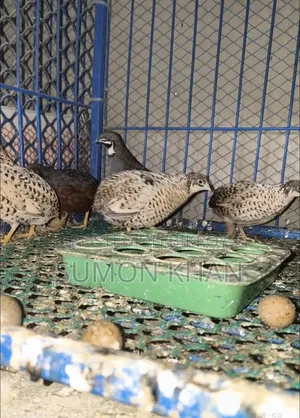 Classic King Quail