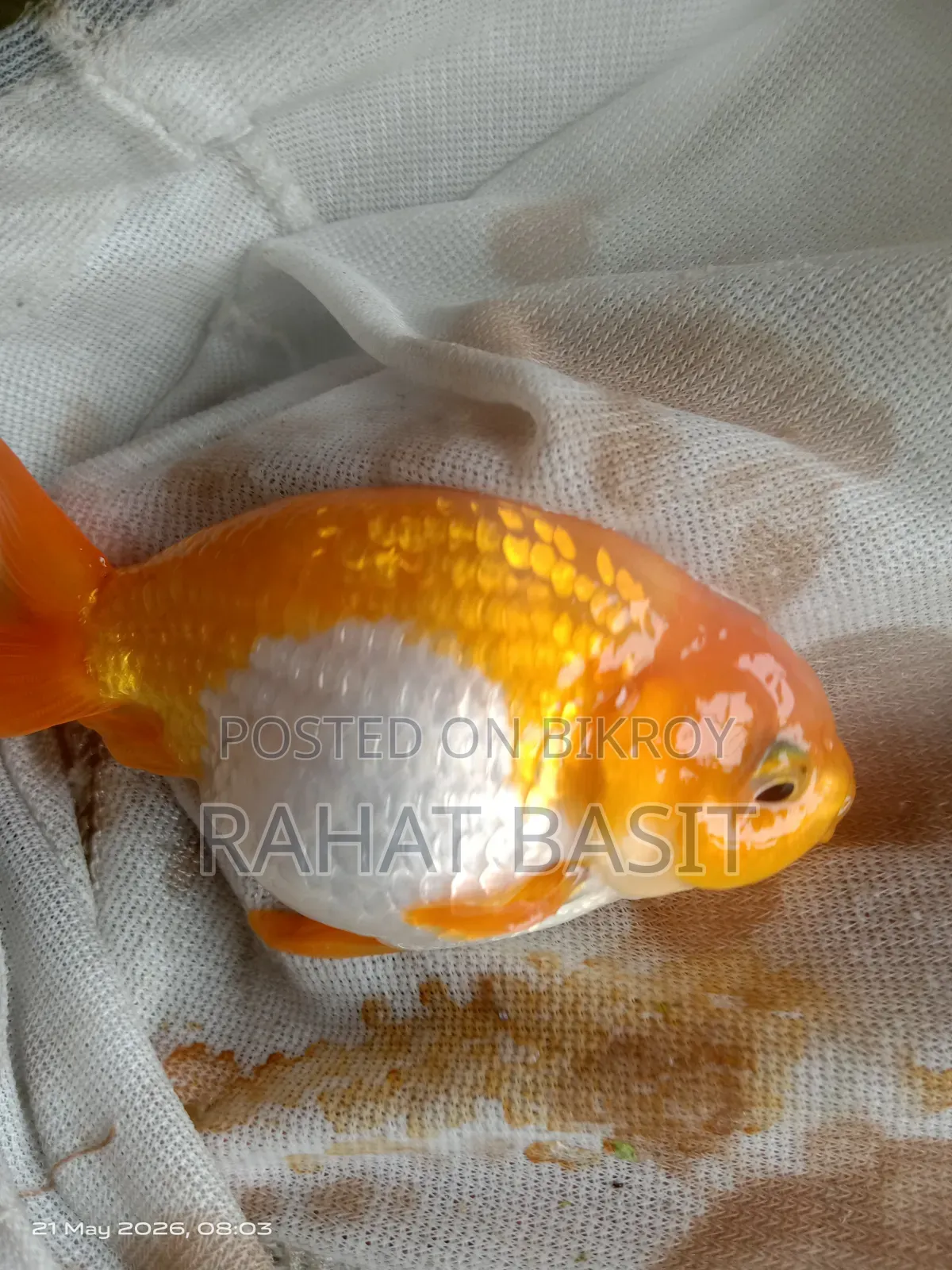 Ranchu Goldfish