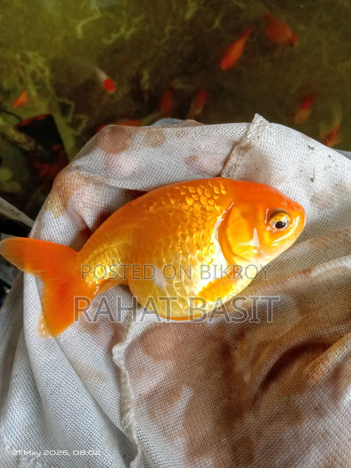 Ranchu Goldfish