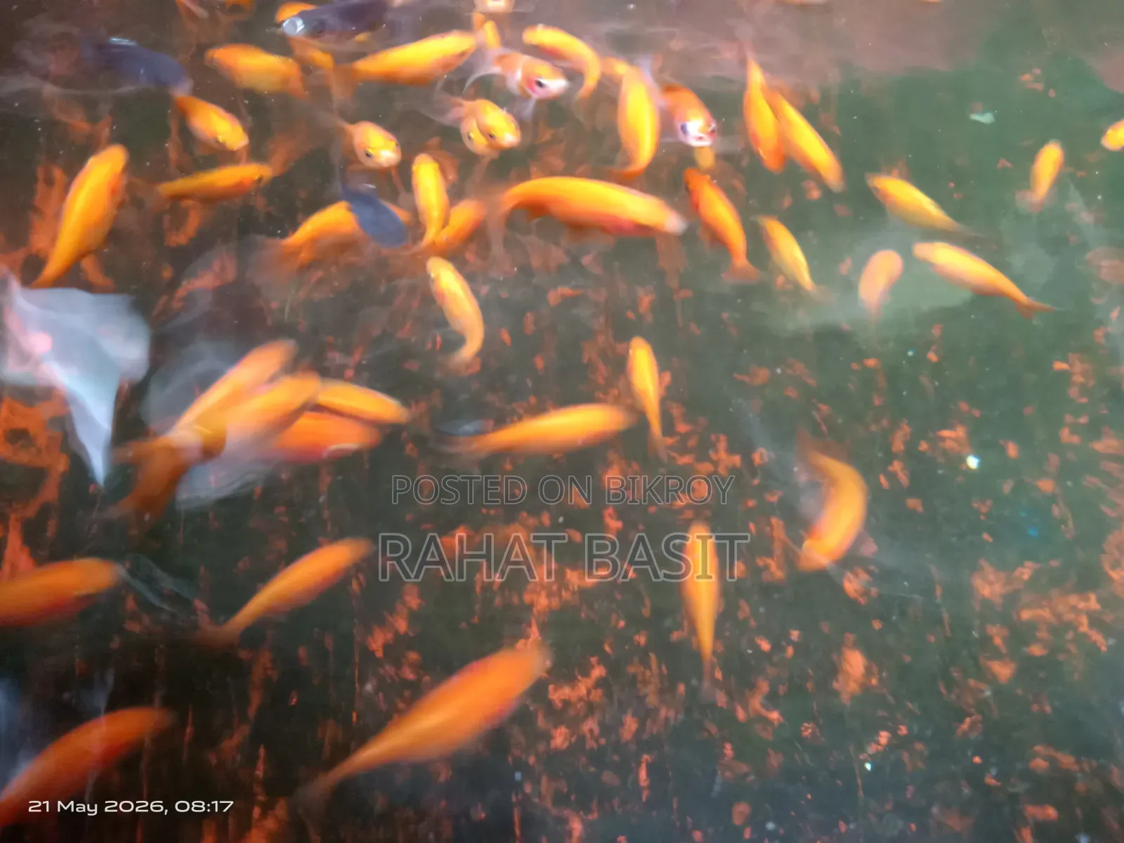 Ranchu Goldfish