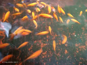 Ranchu Goldfish