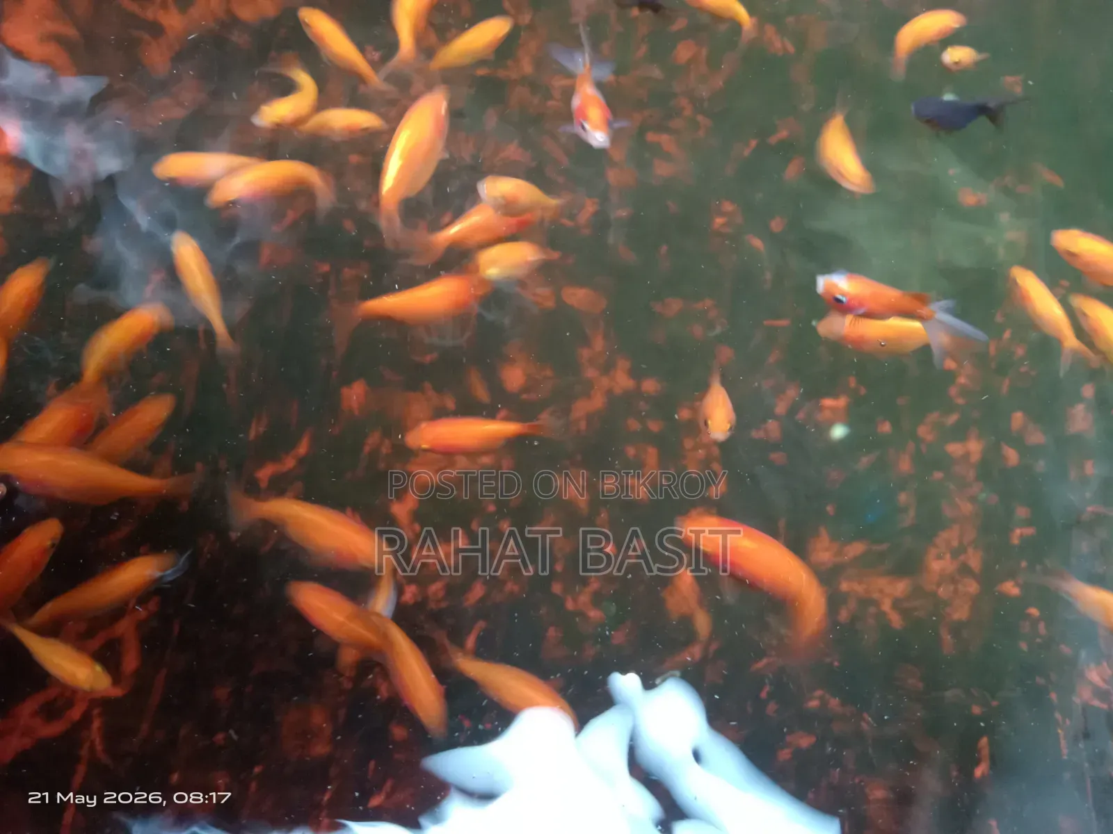Ranchu Goldfish